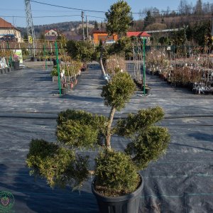 Borievka prostredná Juniperus x Media ´PFITZERIANA AUREA´ (-30°C) 100-120cm, kont. C35L - BONSAJ